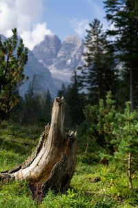 Scenic view of land against trees in forest