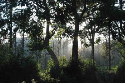 Trees in forest