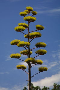 Low angle view of yellow flowers