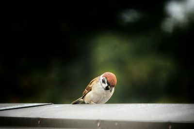 Close-up of bird perching on branch