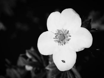 Close-up of flowers against blurred background