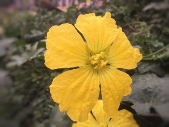 Close-up of yellow flower blooming outdoors