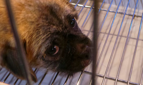 Portrait of dog in cage