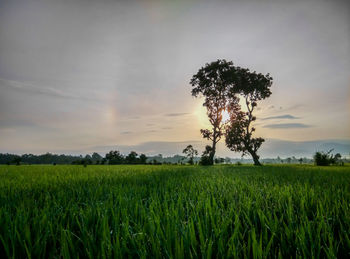 Scenic view of field against sky during sunset