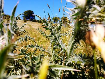 Close-up of flowering plant on field