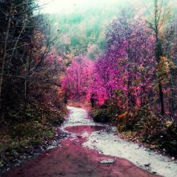 Road passing through trees