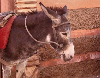 Close-up of horse