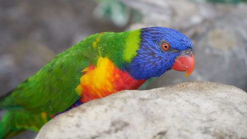 Close-up of parrot perching on branch