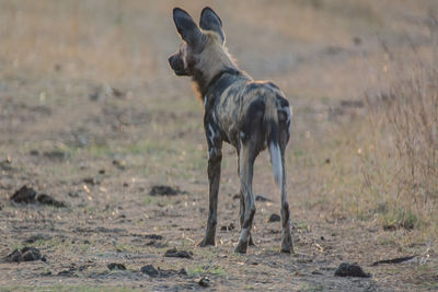 View of dog standing on field