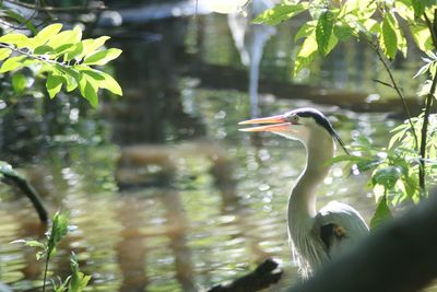 Close-up of bird in water