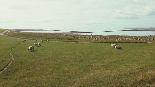 Sheep grazing in a field