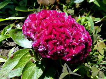 Close-up of pink flowers