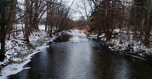 River amidst trees in forest during winter