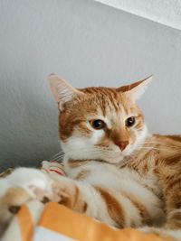 Close-up portrait of a cat