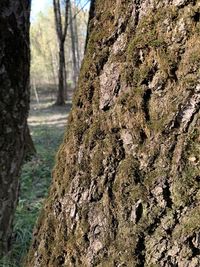 Close-up of lichen on tree trunk