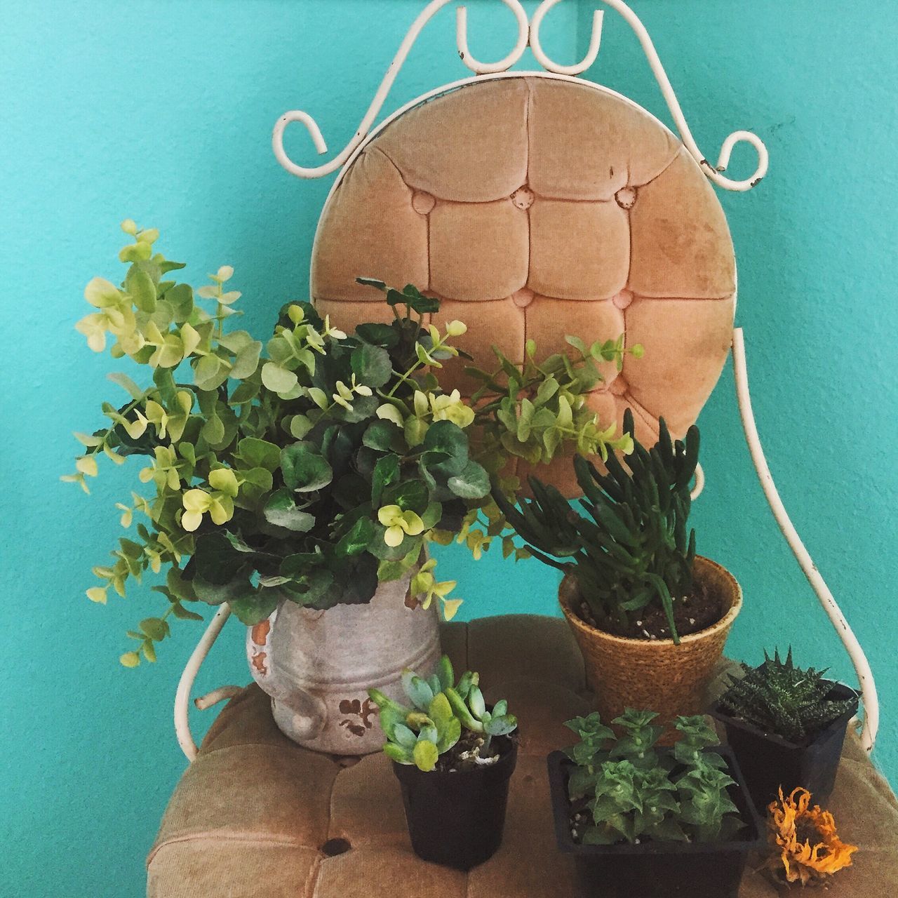 plant, potted plant, growth, flower, leaf, wall - building feature, nature, blue, freshness, green color, close-up, cactus, no people, wall, day, sunlight, stem, green, fragility, clear sky