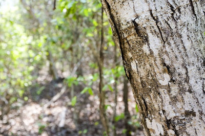 Close-up of tree trunk in forest