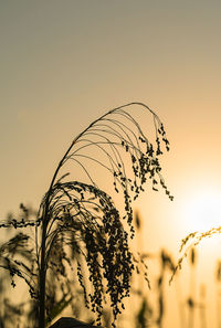 Low angle view of silhouette plants against sky during sunset