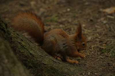 Squirrel on a field