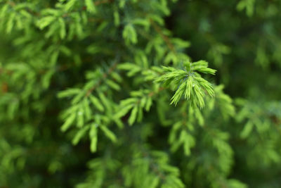 Close-up of pine tree