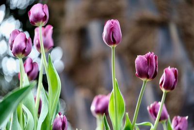 Close-up of pink tulips