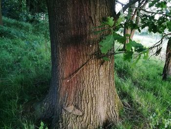 Close-up of tree trunk in forest