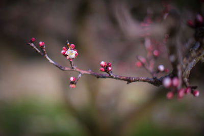 Close-up of pink cherry blossom