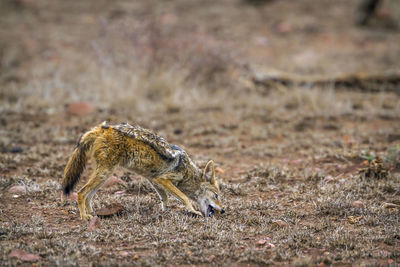 Jackal eating while standing on land