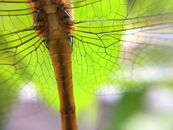 Close-up of damselfly on leaf