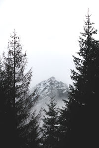 Low angle view of trees in forest against clear sky