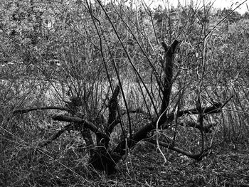 Bare tree in forest