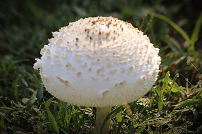 Close-up of mushrooms growing on field