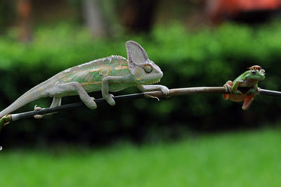 Close-up of lizard on tree