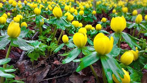 Close-up of yellow flowers growing on tree
