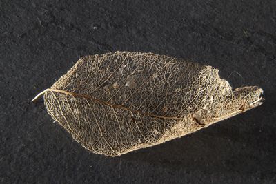 High angle view of dry leaf on sand