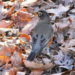 High angle view of bird perching on a field