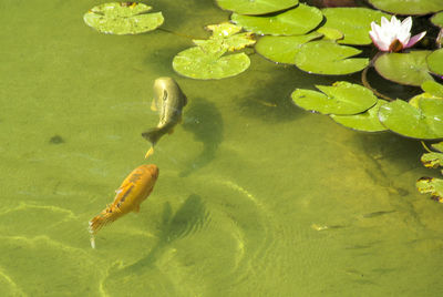 High angle view of turtle in water