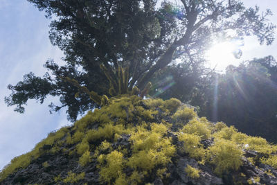 Low angle view of sunlight streaming through trees in forest