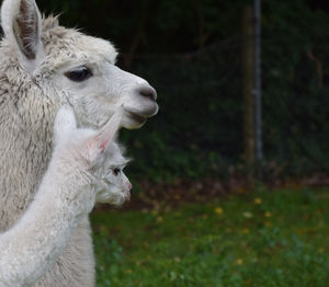 Close-up of a sheep on field