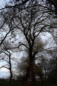 Low angle view of bare tree against sky