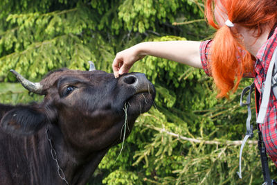 Close up girl photographer stroking cow concept photo