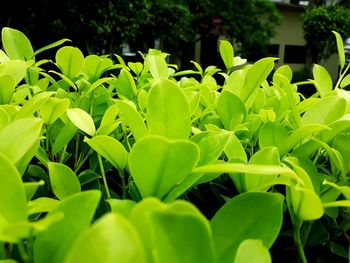 Close-up of fresh green plant