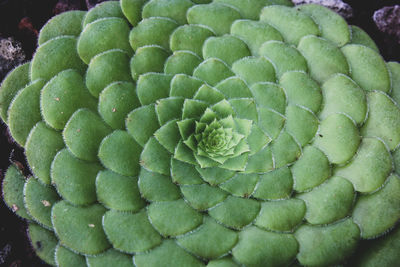 Full frame shot of green plant