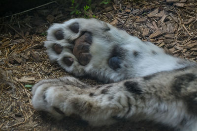 High angle view of cat sleeping on field