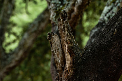 Close-up of lizard on tree trunk