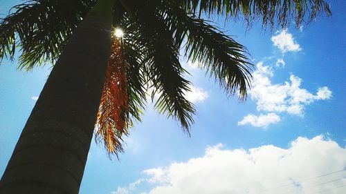 Low angle view of palm tree against blue sky