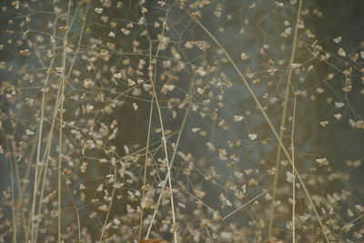 Close-up of plants growing on field