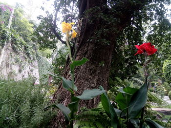 Close-up of red flowering plant against trees