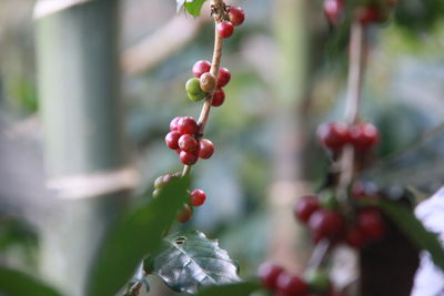 Close-up of red berries growing on tree