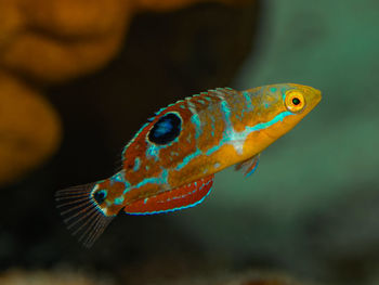 Close-up of fish swimming in aquarium